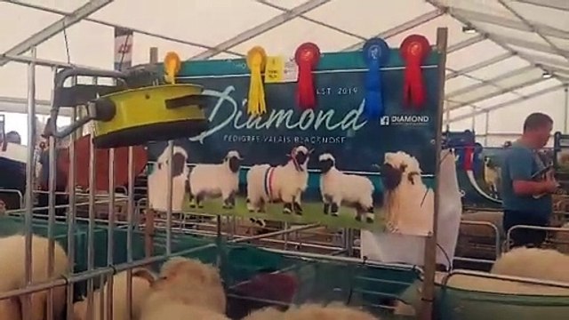 Meet the Valais Blacknose – possibly the prettiest sheep at Balmoral 2024