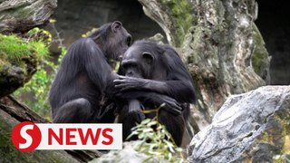 Grieving chimpanzee carries dead baby for months at Spanish zoo