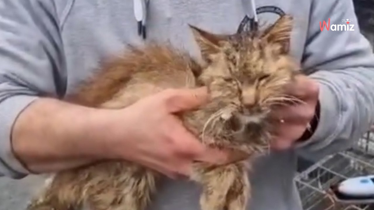 Bretagne : 150 chats et chiens ont été trouvés entassés dans un camion dans des conditions déplorables