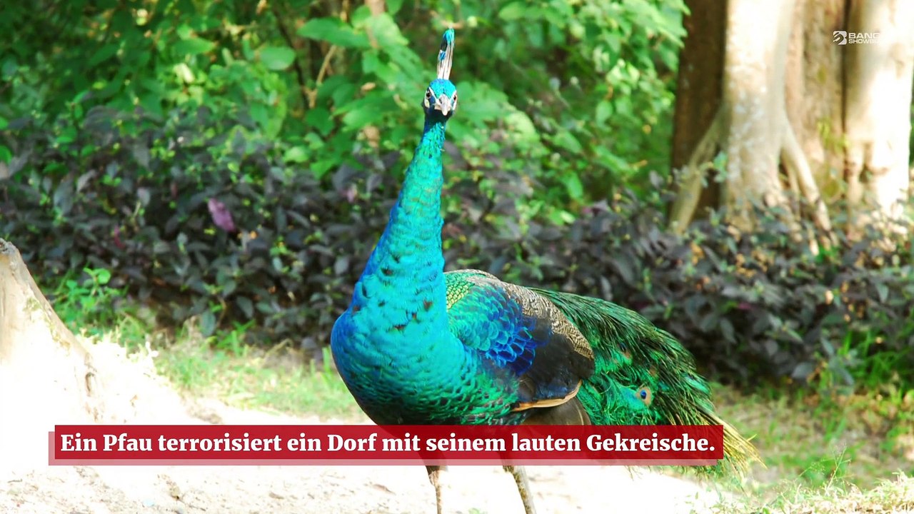 Lauter Pfau hält Dorfbewohner nachts wach