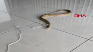 Yakaladığı yılanın boynuna ip bağlayıp video çekti
