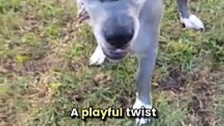 Angry Dog Filter FAIL! Great Dane's Hilarious Reaction