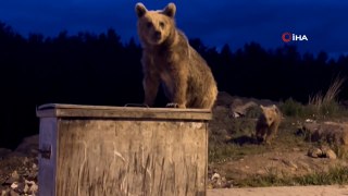 Sarıkamış’ta yavru ayıların çöp konteynırıyla sınavı