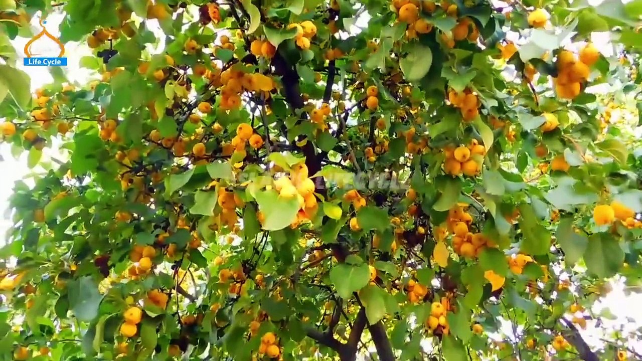 Qaum e Saba Ka Waqiya | Allah Ka Azaab | Islamic Stories | Islamic LifeCycle