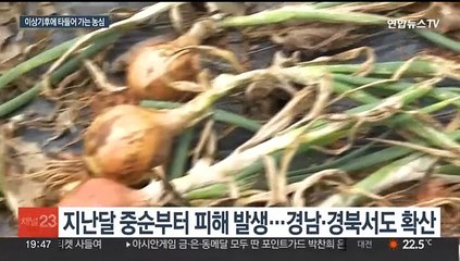 이상기후에 쑥대밭 된 양파…농민들 "특별재난 선포"
