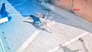 Okula giden liseliye sokak köpeklerinin saldırı anı kamerada
