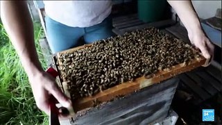 Rainy spring hurts French honey harvest
