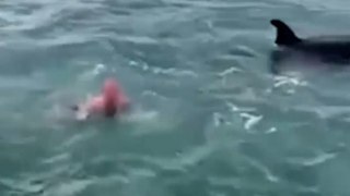Swimmer attempts to ‘body-slam’ killer whale and calf as friends cheer ‘stupid’ stunt