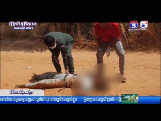 បុរសម្នាក់ធ្លាក់ពីលើដើមឈើ ស្លា...ប់បា.ត់ប...ង់ជីវិ..ត