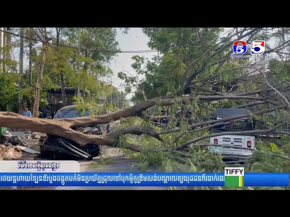 ដើមក្ងោកមួយដើមដួលរលំទាំងថ្ងៃសង្ក...ត់រថយន្ត និងកង់បី រងការខូ...ចខា...តសំណា...ងល្អពុំបង្កឲ្