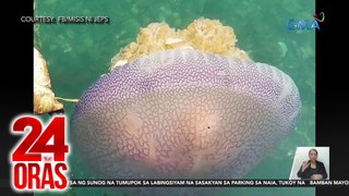Jellyfish o dikya na nasa 2 ft. ang lapad, namataan sa baybayin ng Agusan del Norte | 24 Oras