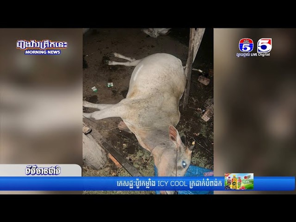រ...ន្ទះបា...ញ់សត្វគោ ០២ក្បា...លងា...ប់ភ្លាមៗ និងក្មេងស្រីម្នាក់ រងរបួ...សស្រា...ល