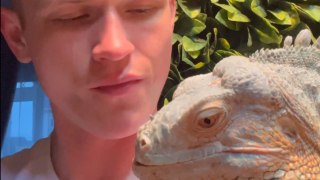 Beautiful Iguana wants human to share blueberries with him