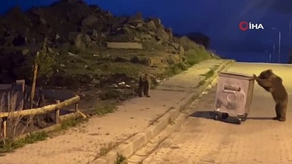 Yavru ayının çöp konteyneriyle imtihanı