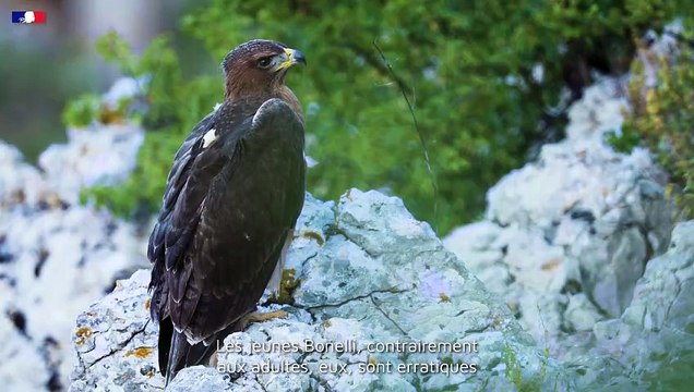 DREAL Occitanie - Plan National D'Action - #3 L'aigle de Bonelli