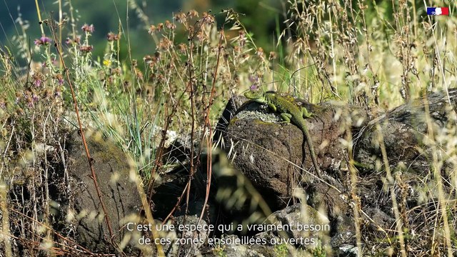 DREAL Occitanie - Plan National D'Action - #4 Le lézard Ocellé