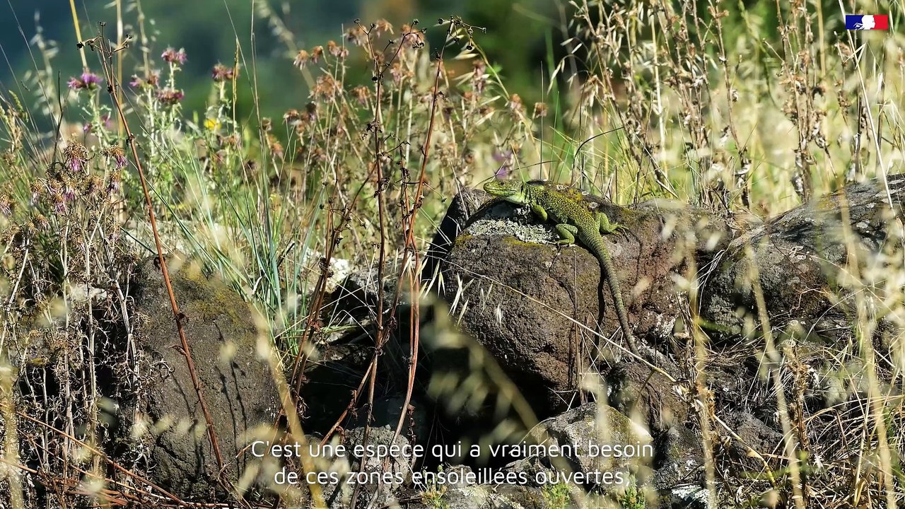 DREAL Occitanie - Plan National D'Action - #4 Le lézard Ocellé