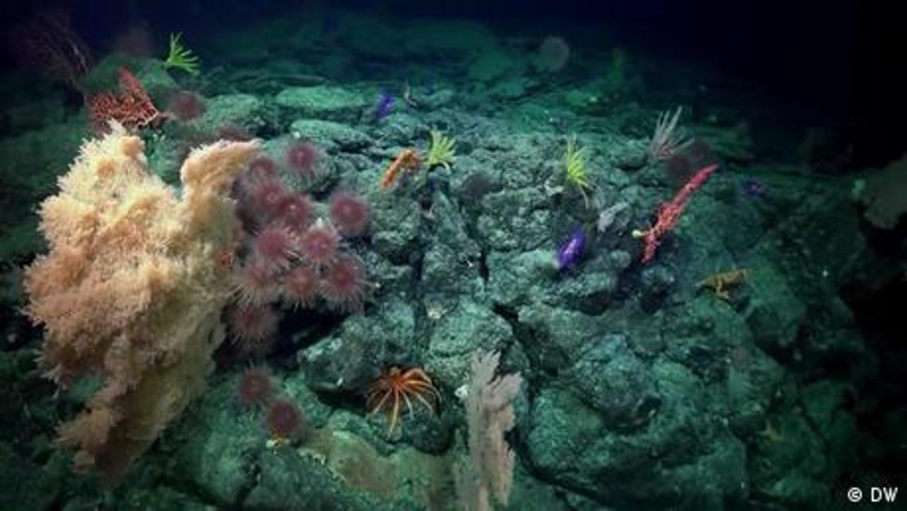 Crucero científico descubre nuevas especies marinas