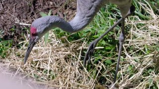 Wow! These Beautiful Sandhill Cranes Are a Sight to See!
