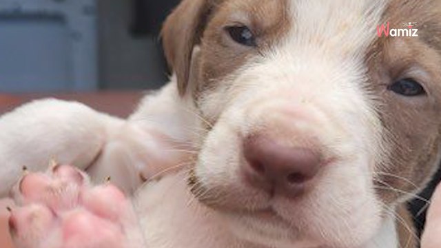 30 chiots sont abandonnés dans un carton sur la route : les vétérinaires découvrent leur lourd secret