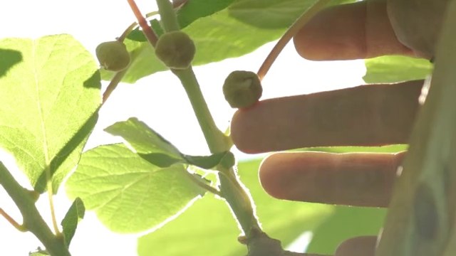 Comment planter un arbre à kiwi ?