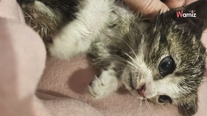 Chaton d’à peine 500 grammes abandonné dans un sac poubelle : les sauveteurs dans une "colère noire"