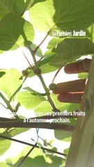 Comment planter un arbre à kiwi ?