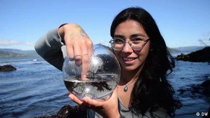 Las medusas: mucho más que un incordio