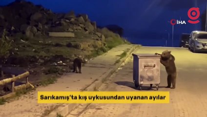 Sarıkamış’ta yavru ayıların çöp konteyneriyle sınavı ortaya renkli görüntüler çıkardı