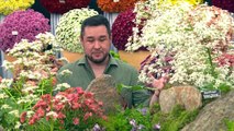 RHS Chelsea Flower Show 2024 episode 3