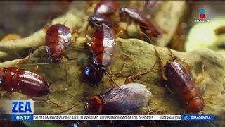 Las altas temperaturas propician la aparición de plagas de cucarachas