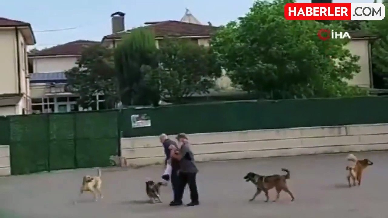 Yaşlı adam, sokak ortasında 10 köpeğin saldırısına uğradı