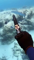 Voyage to the Deep: Discover the Ocean's Treasures