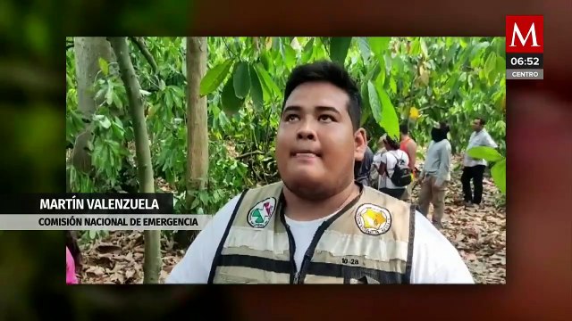 Calor mata a 40 monos aulladores en Tabasco, rescatistas buscan salvar a los sobrevivientes