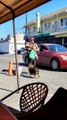 Hombre en Tijuana cargaba perritos recién nacidos dentro de mochila