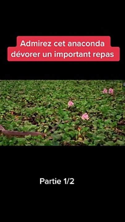Amazon animal