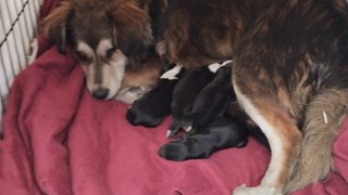 Rescatan a perritos recién nacidos de hombre en estado de ebriedad