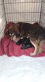 Rescatan a perritos recién nacidos de hombre en estado de ebriedad