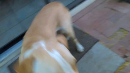 Old film❤️Buick 3y A547898 Sharpei at❤️Pima Animal Care Center @ our House 4-10-2017Adopted4-13-2017