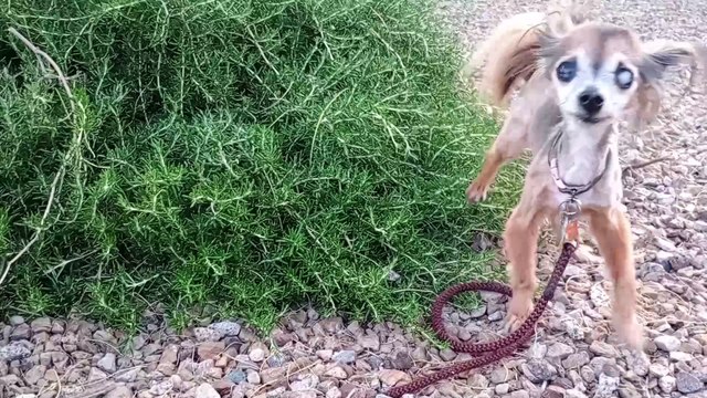 Villanova Paco & I tried to have Villanova lead us mostly in the 1st half of walk, it ~calms Paco VID_20240520_184922934