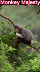 Rainbow Royalty: Meet the Monkey Majesty in Maroon Boots!