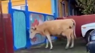 Quand une vache rentre chez elle