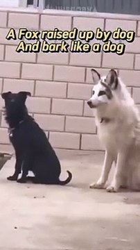 Ce renard aboie comme un chien... trop mignon