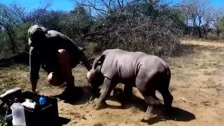 Baby rhino protects his mother