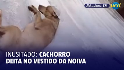 Inusitado: Cachorro deita no vestido da noiva