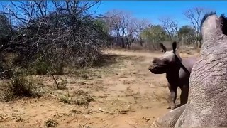 Baby rhino protects his mother