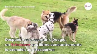 Pastor alemán protege a schnauzer de un dálmata y le enseña a comportarse en el parque (Vídeo)