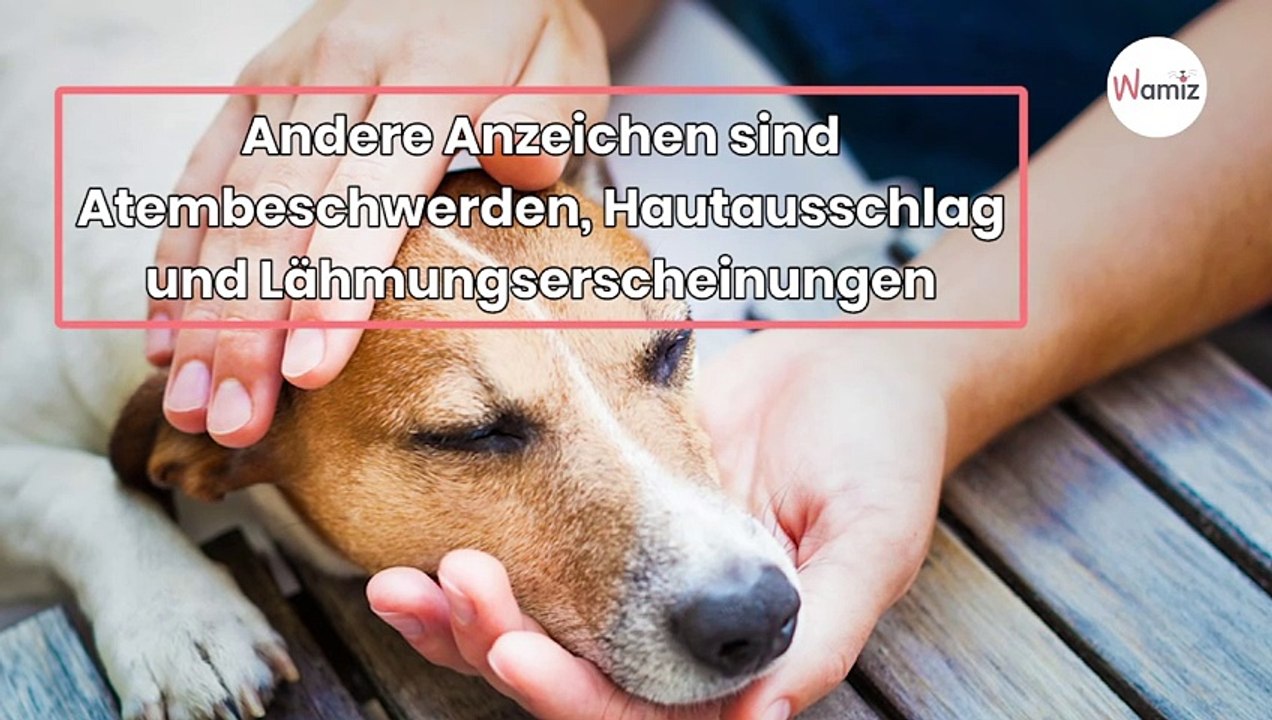 Staupe beim Hund: Informationen zu einer tödlichen Krankheitviouslycom video720 (3)
