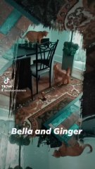 meet bella and ginger. Bella is my dog and she love to play with Ginger. Ginger is my cat and she loves to play with Bella.