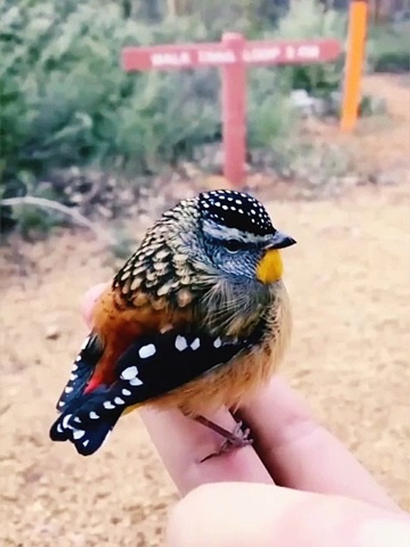 ⁣Birds | Funny Birds | Pets | Cute Birds | Birds Sound | Bird Flying | Angry Bird | Trending Birds | 